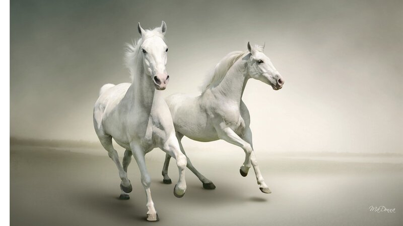 Two White Horses Running — Dynamic, Photograph, Dust