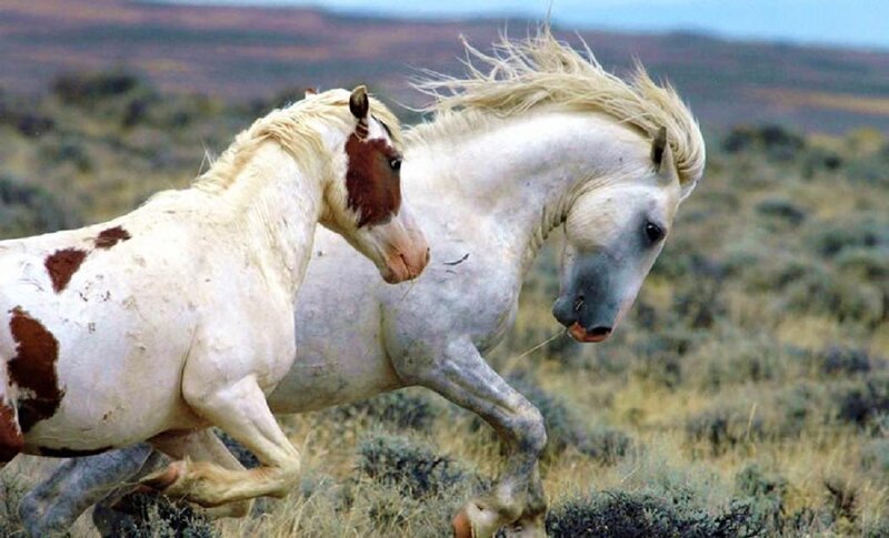 Two White Horses Running — Dynamic, Photograph, Grassland