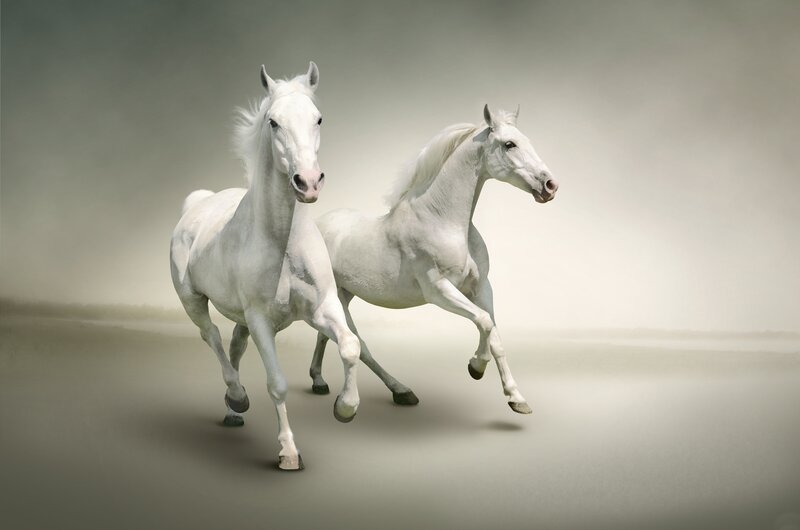 Two White Horses Running — Dynamic, Photograph, Muzzle