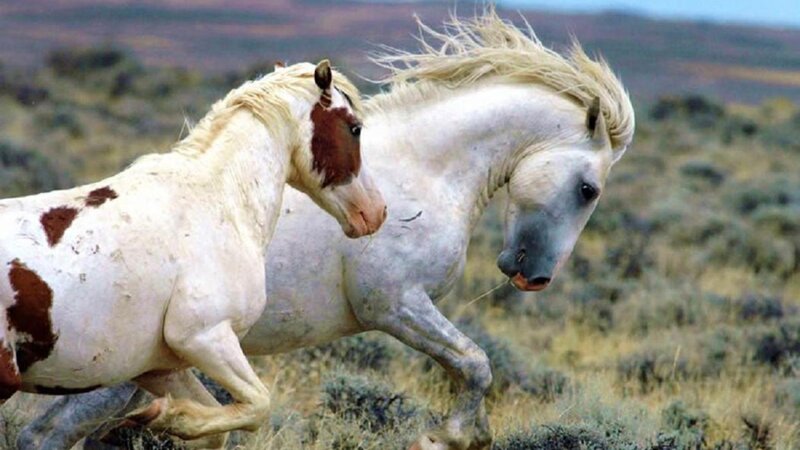 Two White Horses Running — Dynamic, Photograph