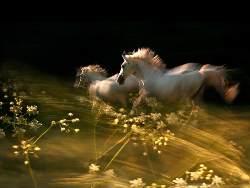 Two White Horses Running — Dynamic, Sunset, Photograph