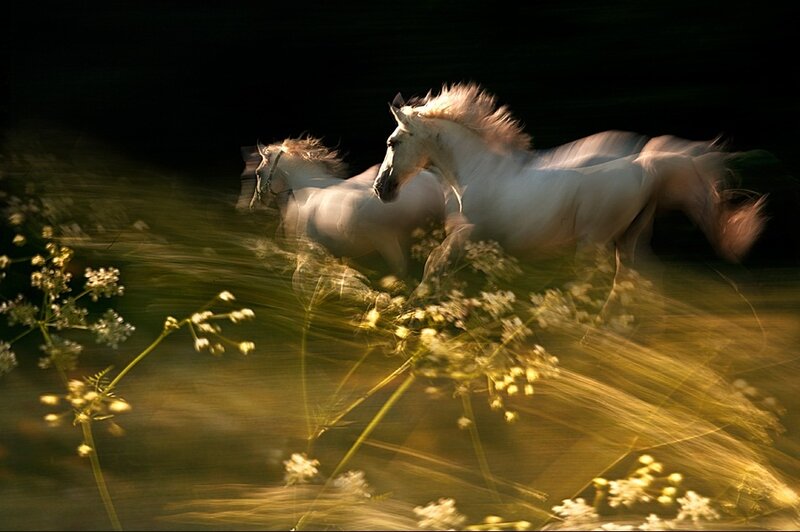 Two White Horses Running — Dynamic, Sunset