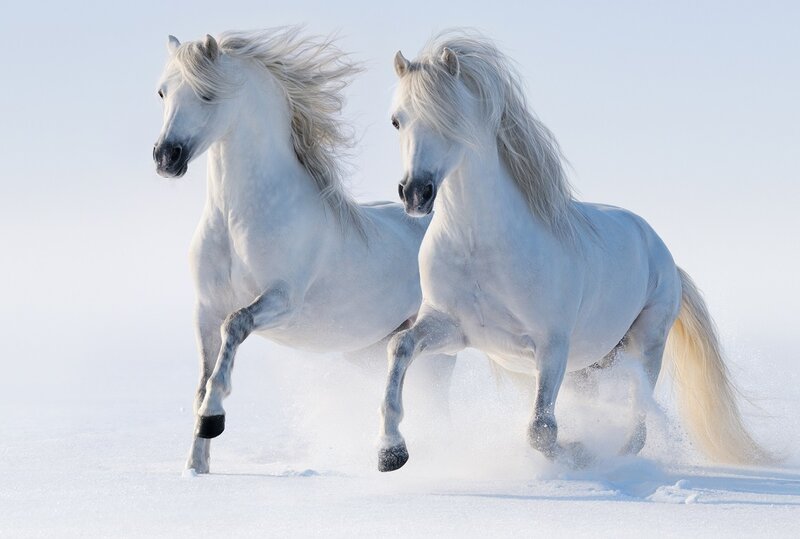 Two White Horses Running — Dynamic, Winter, Photograph, Snow