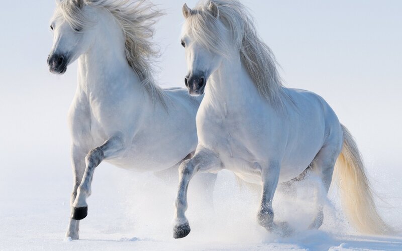 Two White Horses Running — Dynamic, Winter, Photograph, Snow, Wind