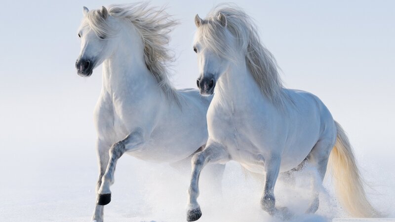Two White Horses Running — Dynamic, Winter, Photograph
