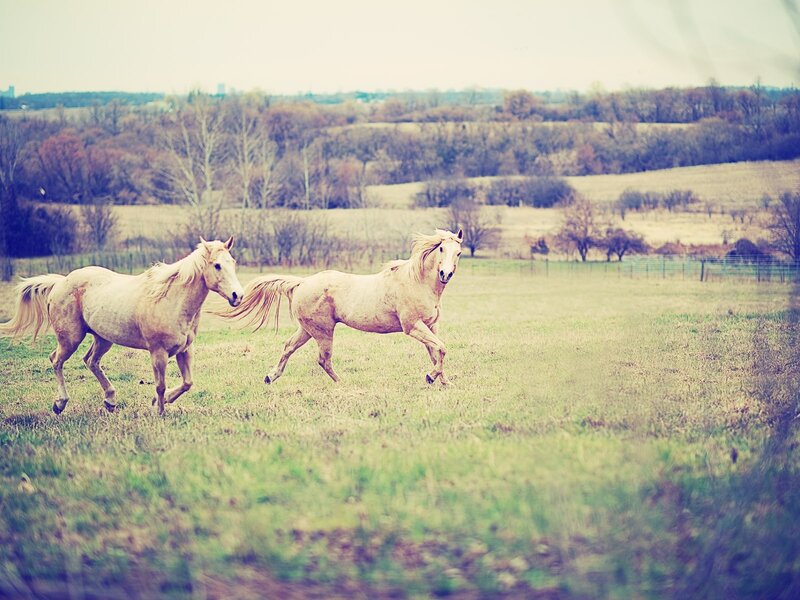 Two White Horses Running — Green
