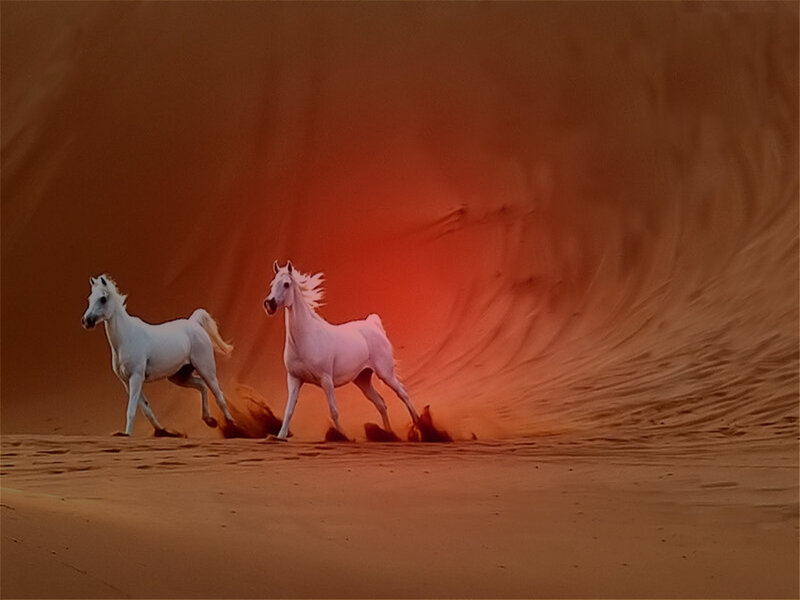 Two White Horses Running — Orange