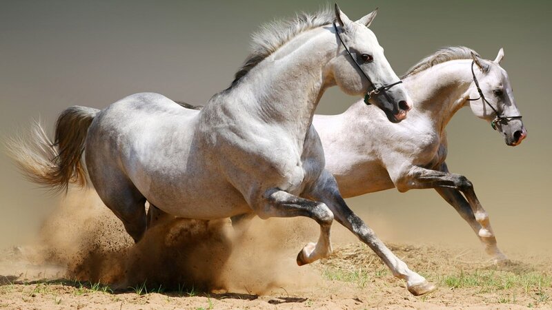 Two White Horses Running — Saddle