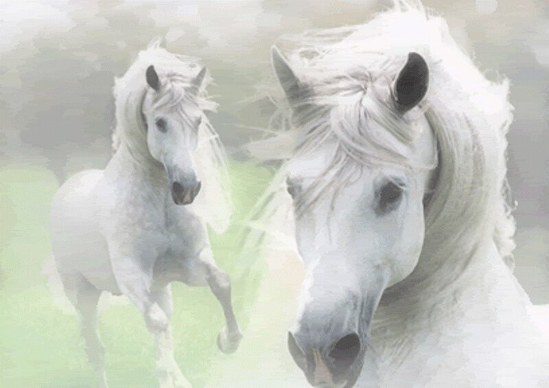 Two White Horses Running — Serene