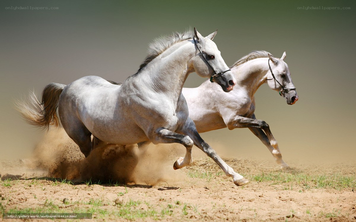 Two white horses running