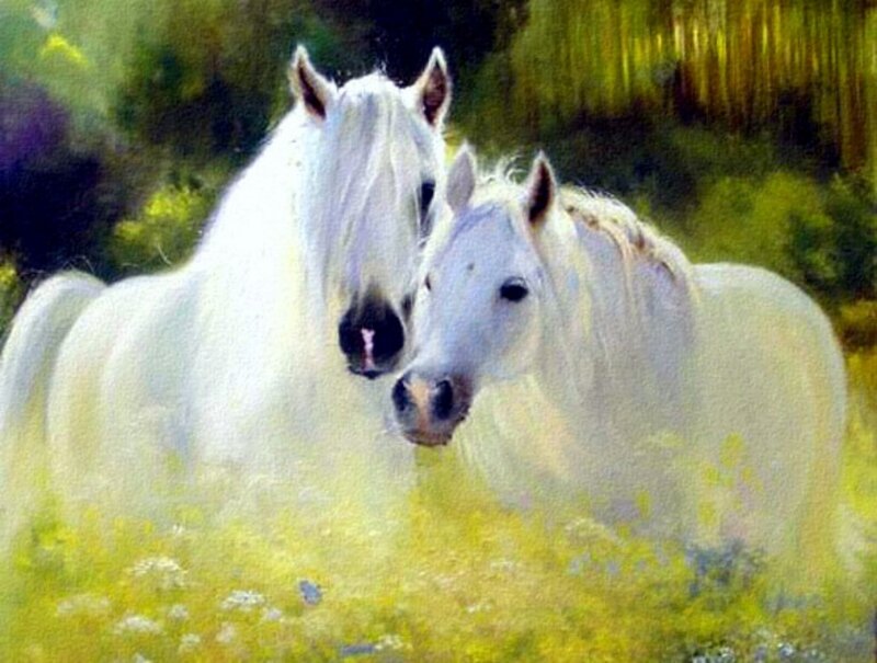 Two White Horses — Serene, Afternoon
