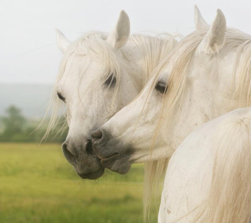 Two White Horses — Serene, Morning