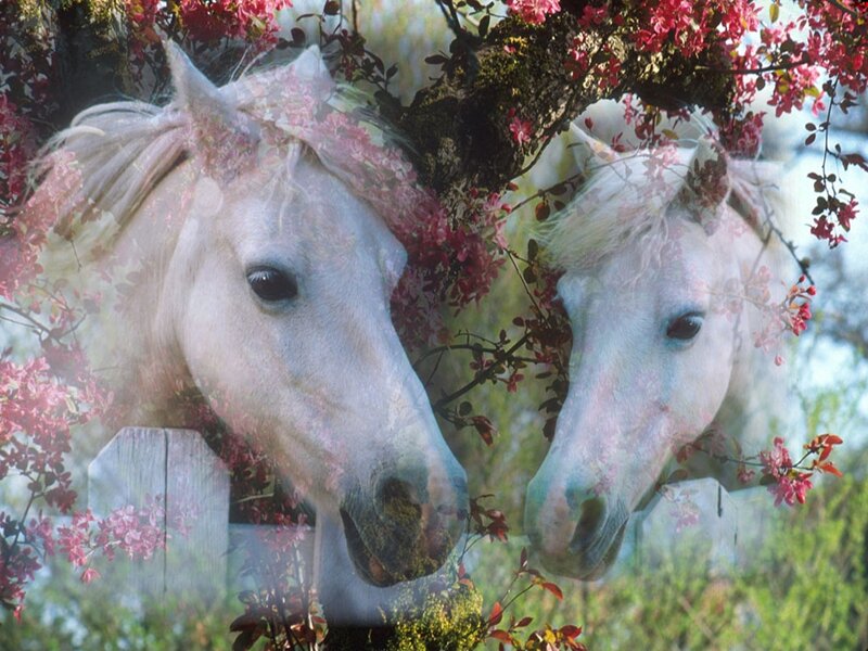 Two White Horses — Serene, Spring