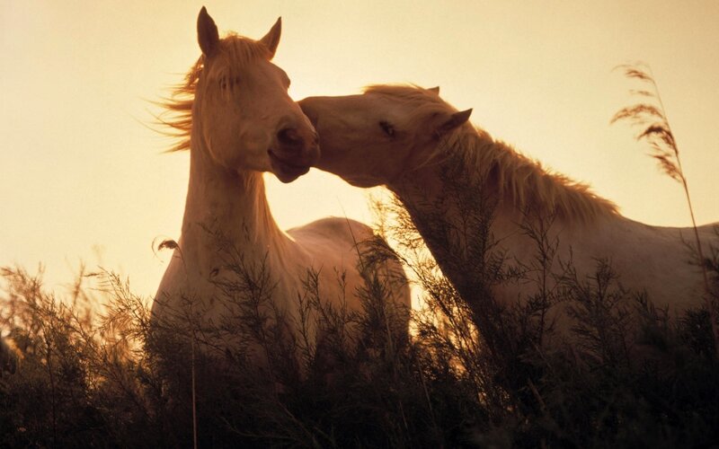 Two White Horses — Sunset