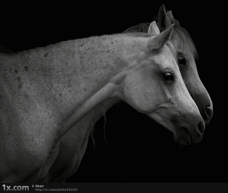 Two White Horses