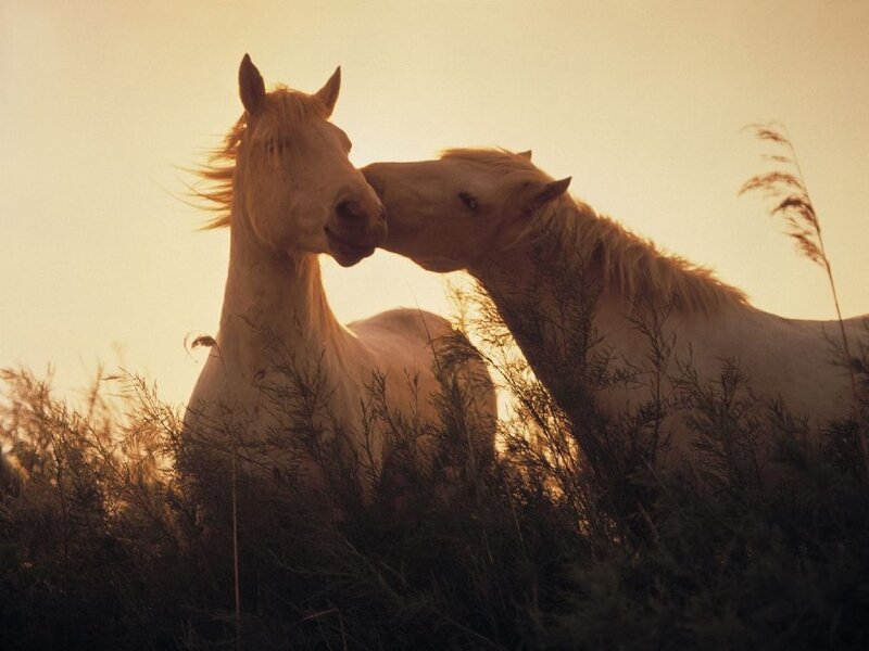 Two White Horses — Yellow