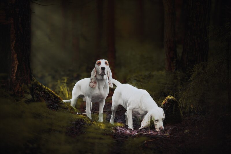 Two White Hounds in Forest