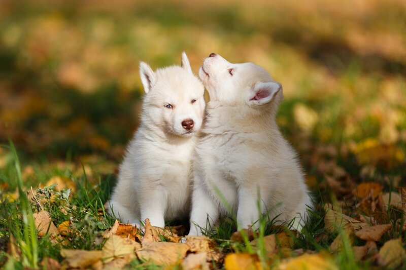 Two White Husky Puppies