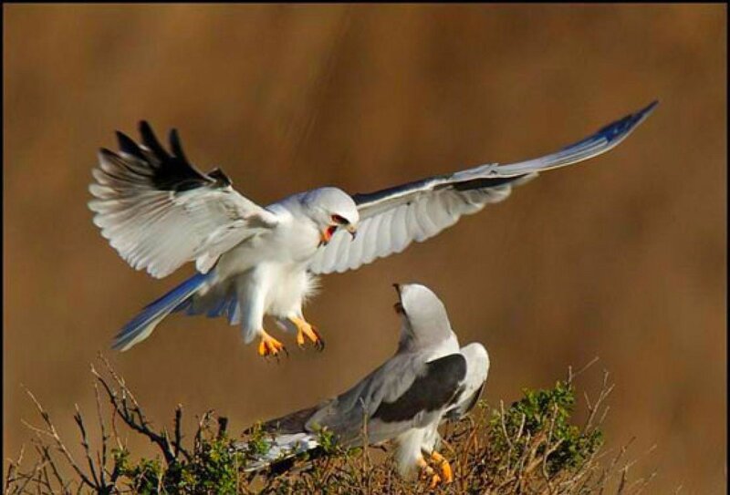 Two White Kites Fighting — Dramatic