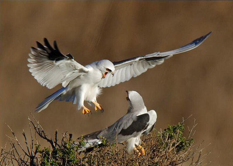 Two White Kites Fighting