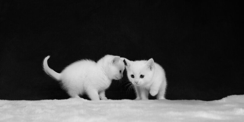 Two White Kittens — Black