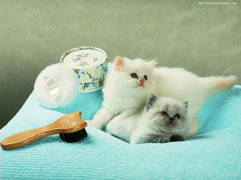 Two White Kittens — Blue, Calm