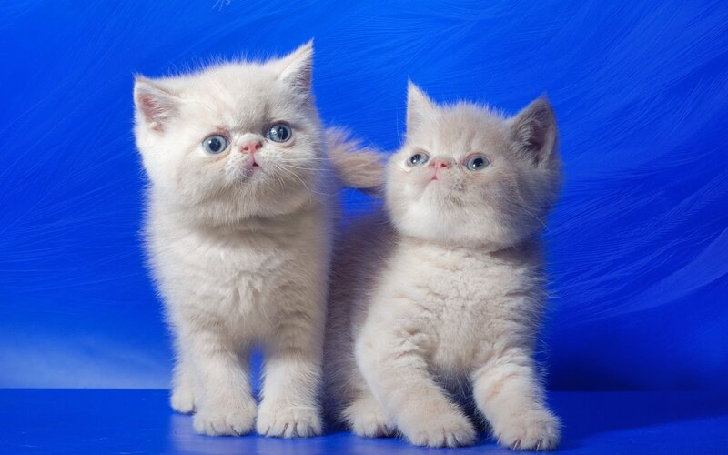 Two White Kittens — Blue, Innocent