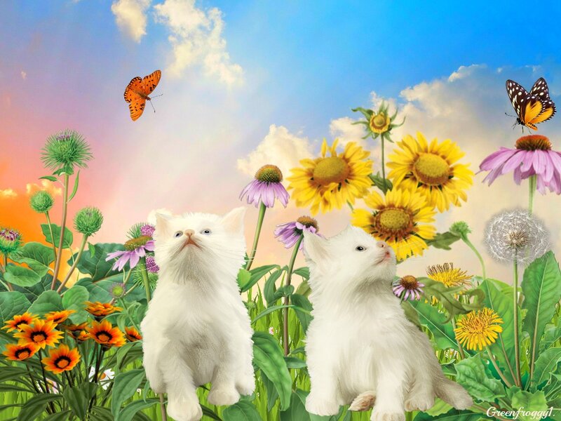 Two White Kittens — Blue, Serene
