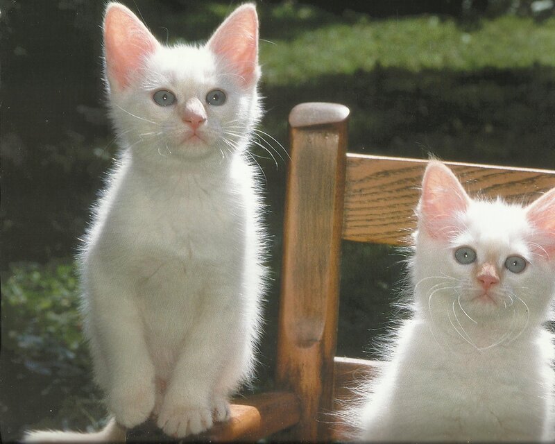 Two White Kittens — Calm, Afternoon, Photograph, Chair