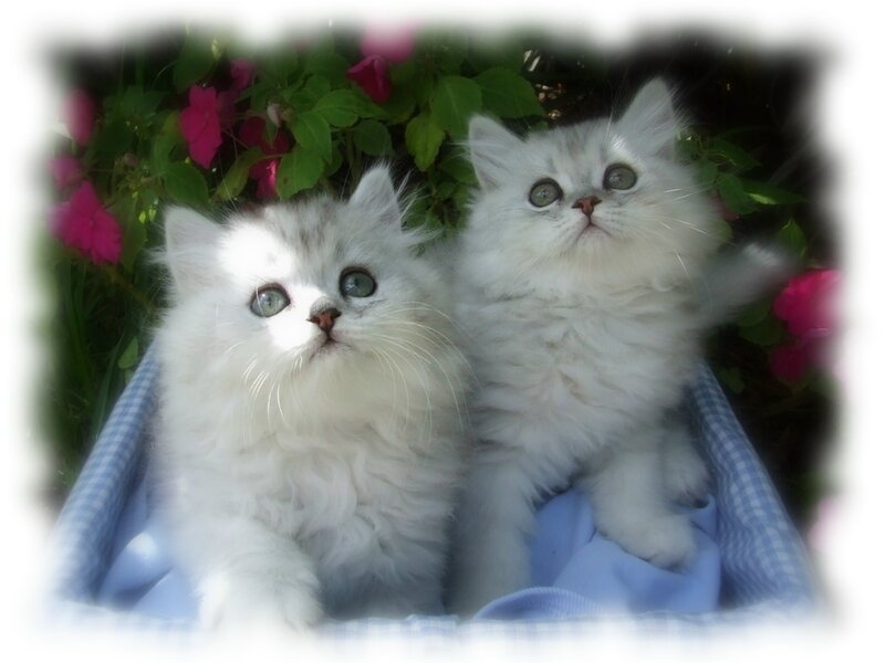 Two White Kittens — Calm, Afternoon, Photograph, Flowers