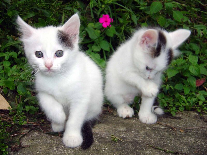 Two White Kittens — Calm, Afternoon, Photograph, Green Plants, Pink Flower