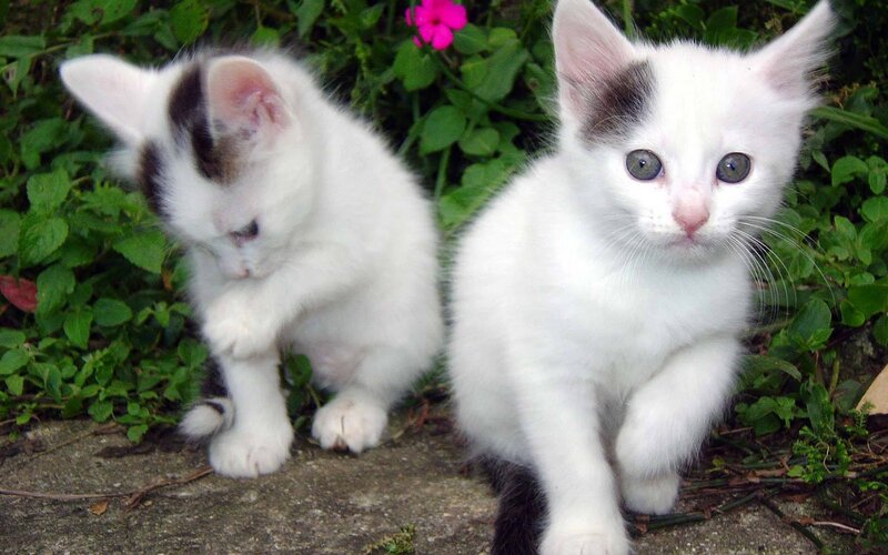 Two White Kittens — Calm, Afternoon