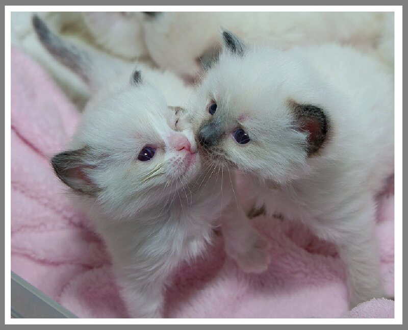Two White Kittens — Calm, Photograph, Blanket