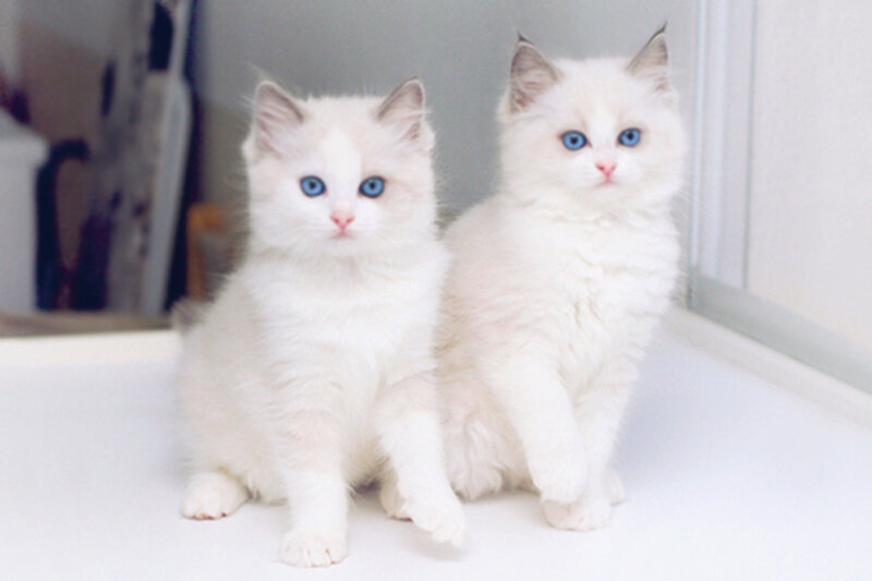 Two White Kittens — Calm, Photograph, Blue Eyes