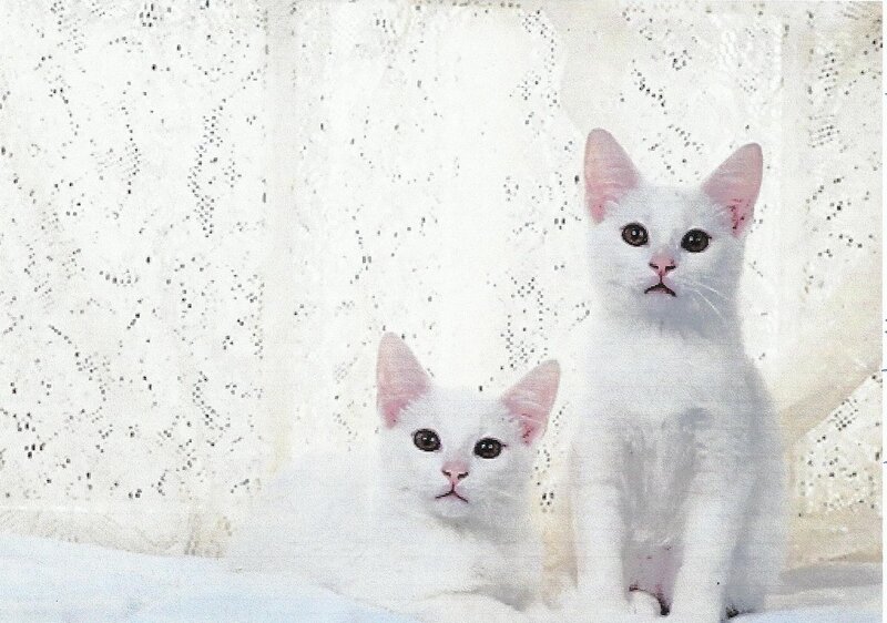 Two White Kittens — Calm, Photograph, Curtain
