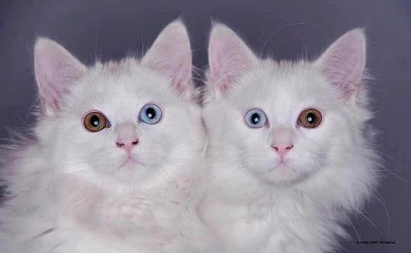 Two White Kittens — Calm, Photograph, Eyes