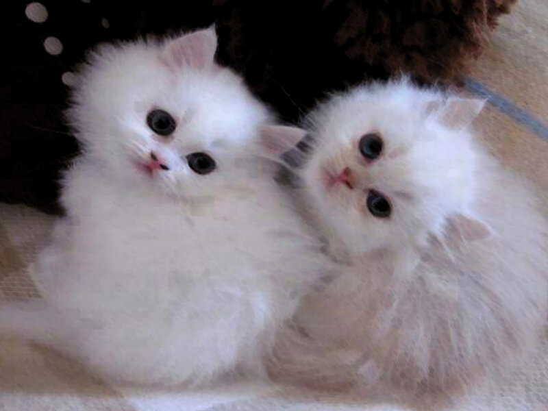 Two White Kittens — Calm, Photograph, Fabric