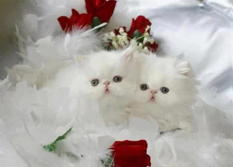 Two White Kittens — Calm, Photograph, Feathers