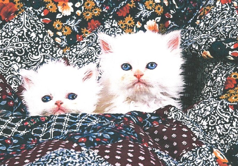 Two White Kittens — Calm, Photograph, Flowers, Blanket