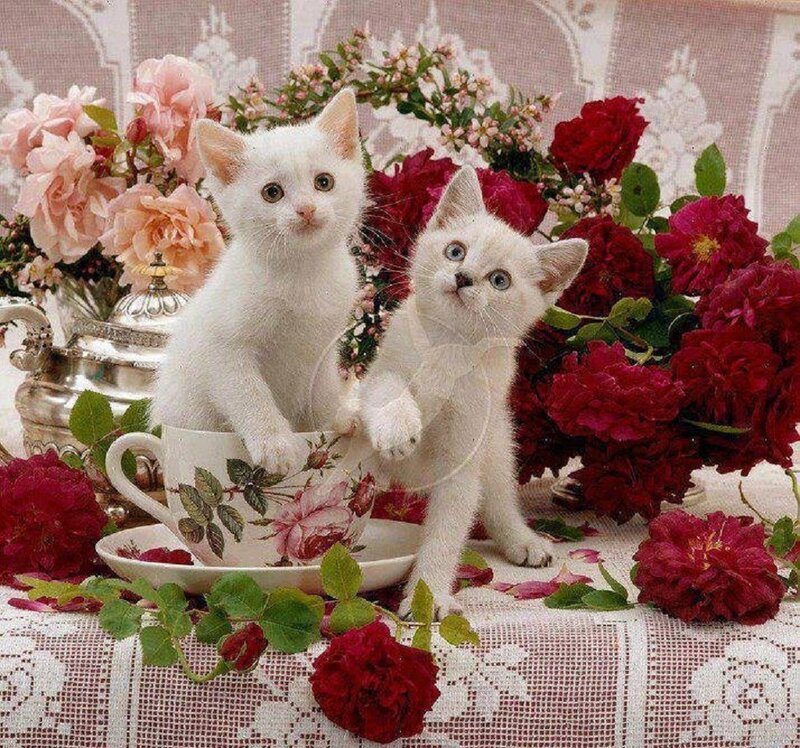 Two White Kittens — Calm, Photograph, Flowers, Tea Cup