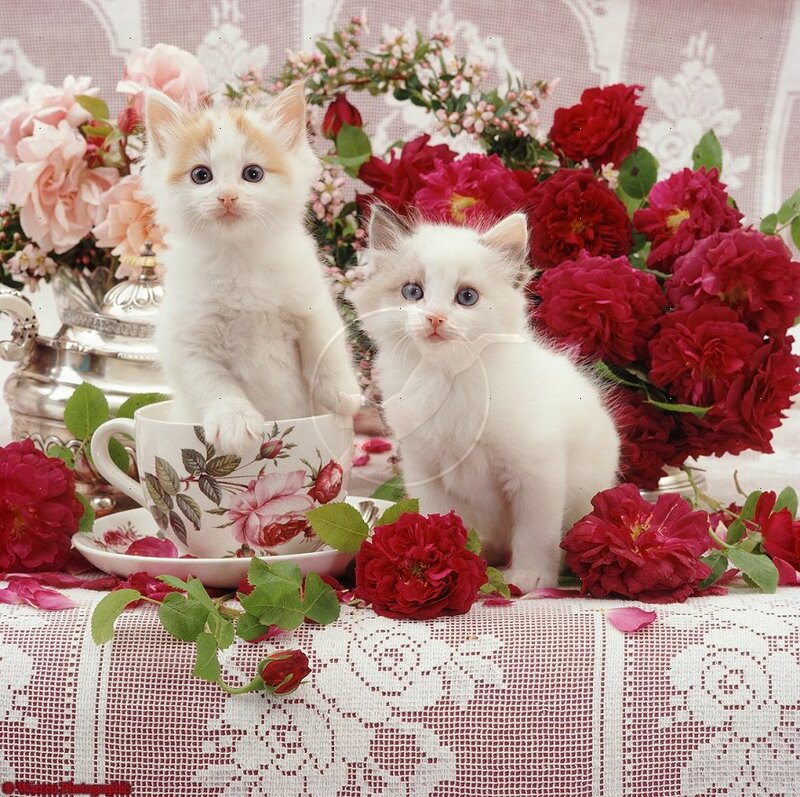 Two White Kittens — Calm, Photograph, Flowers, Teacup