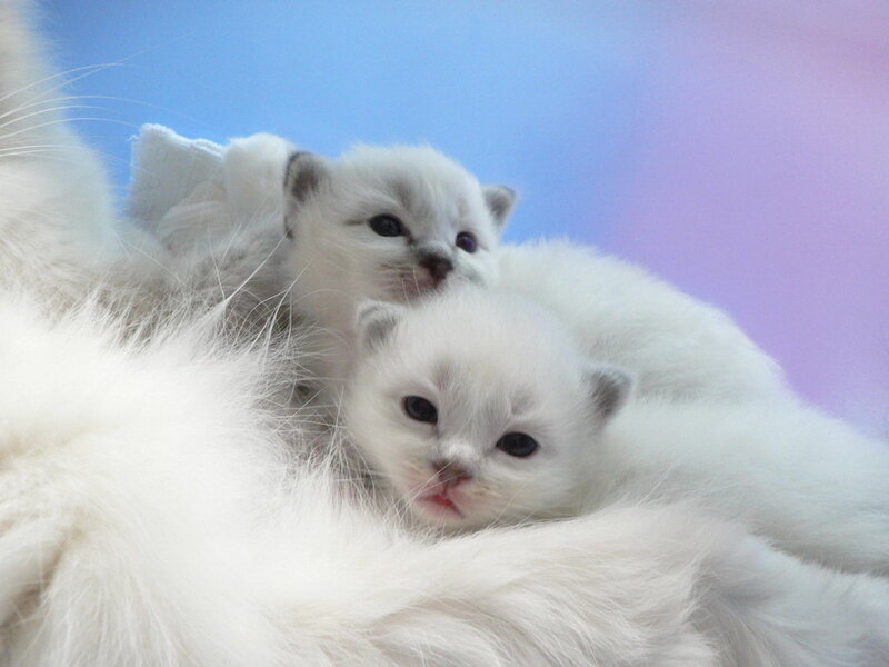 Two White Kittens — Calm, Photograph, Fur