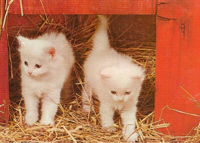 Two White Kittens — Calm, Photograph, Hay