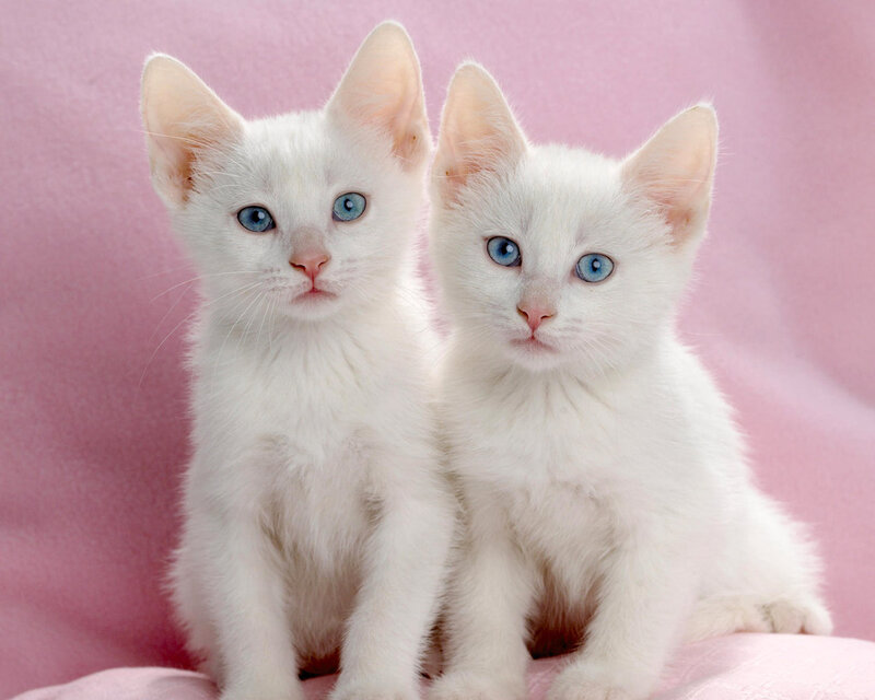 Two White Kittens — Calm, Photograph, Pink Background