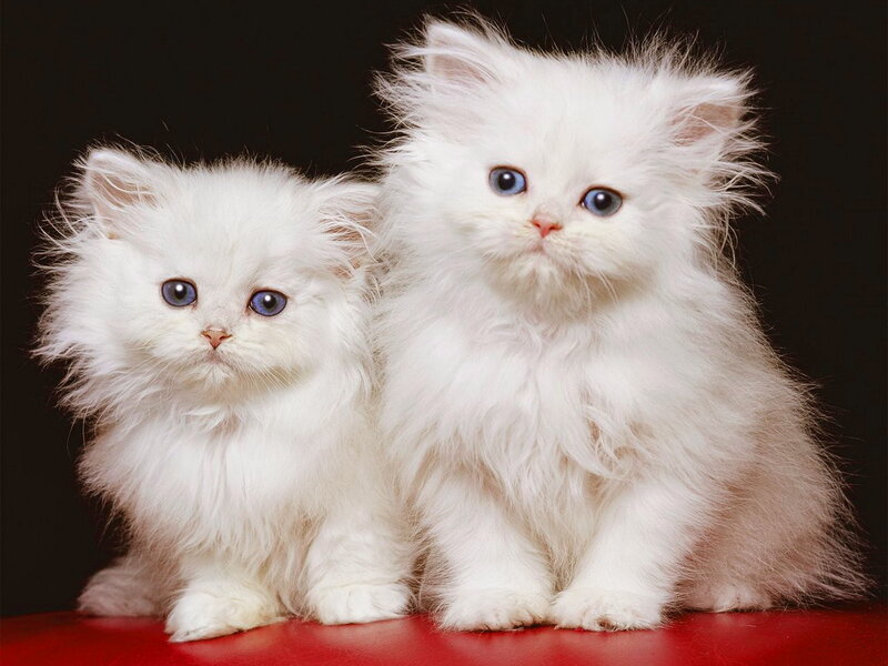 Two White Kittens — Calm, Photograph, Red Surface