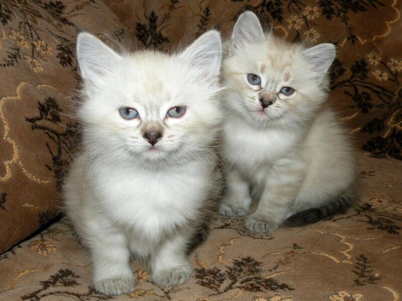 Two White Kittens — Calm, Photograph