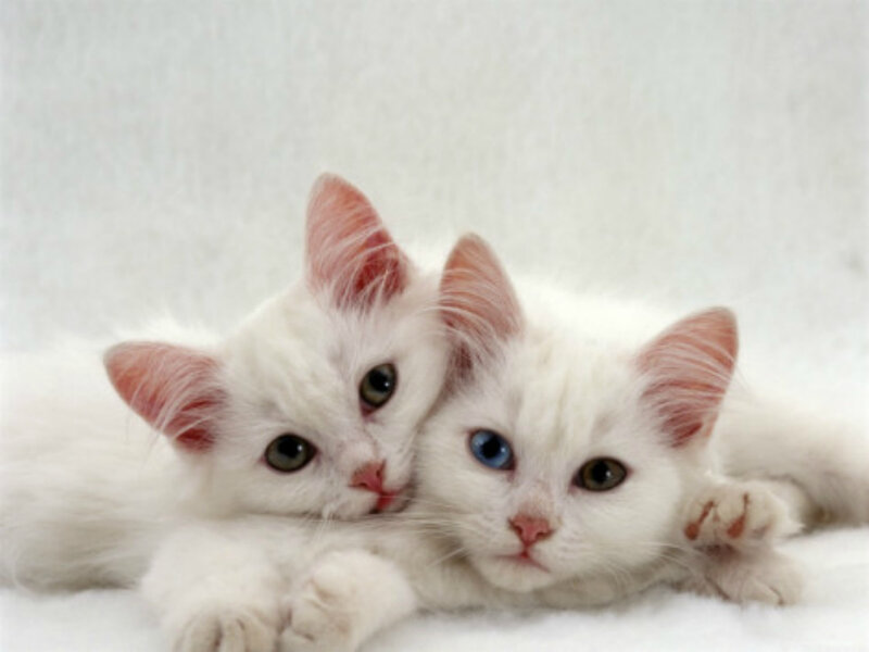 Two White Kittens — Calm, Photograph, White Fur