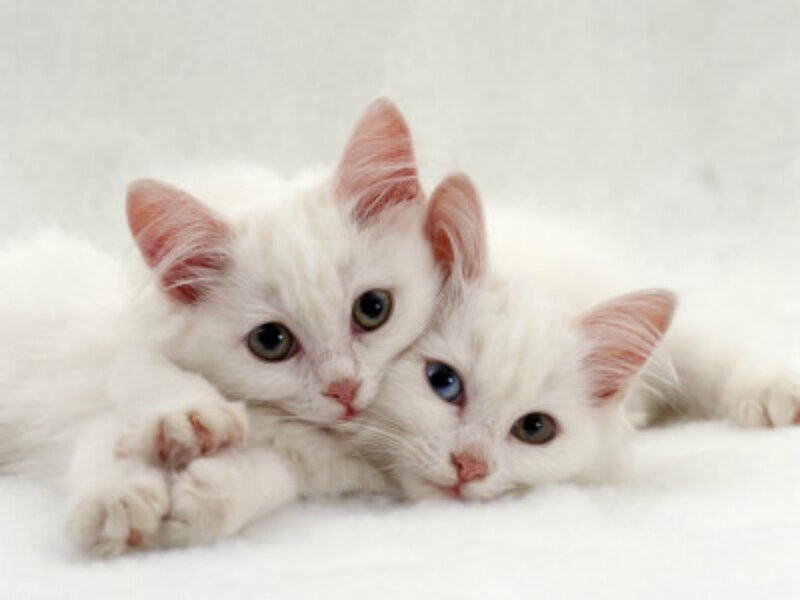 Two White Kittens — Calm, Photograph, White Surface