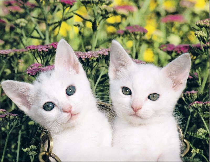 Two White Kittens — Calm, Spring, Photograph