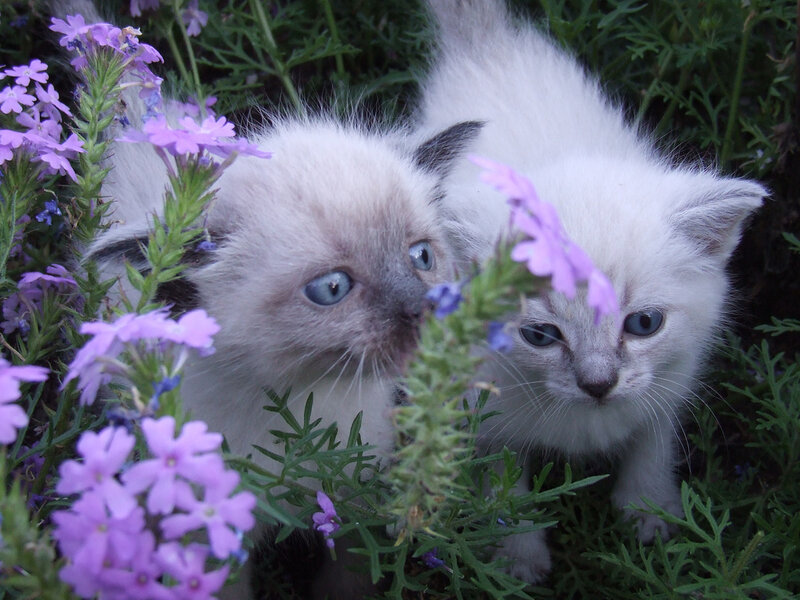 Two White Kittens — Calm, Spring